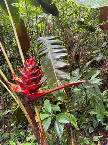 Heliconia atropurpurea