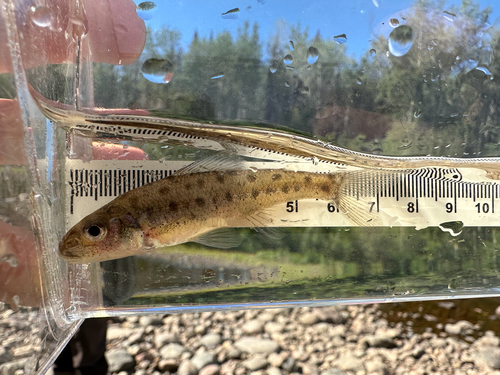 Trout-perch
