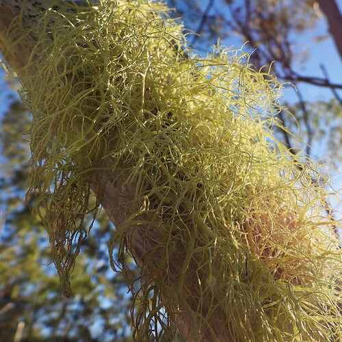 Usnea barbata