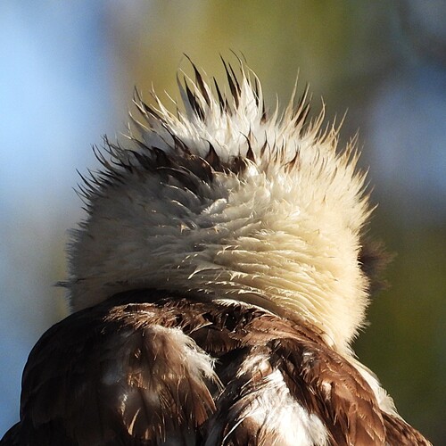 Laughing Kookaburra