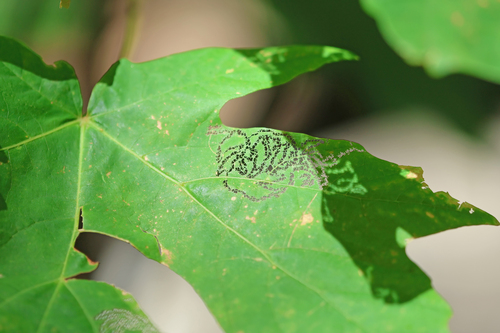 iNaturalist observation photo of Pygmy Eye-capped Moths