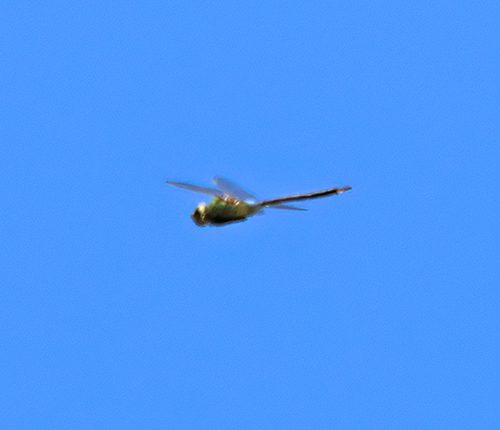 iNaturalist observation photo of Common Green Darner