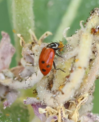 iNaturalist observation photo of Convergent Lady Beetle