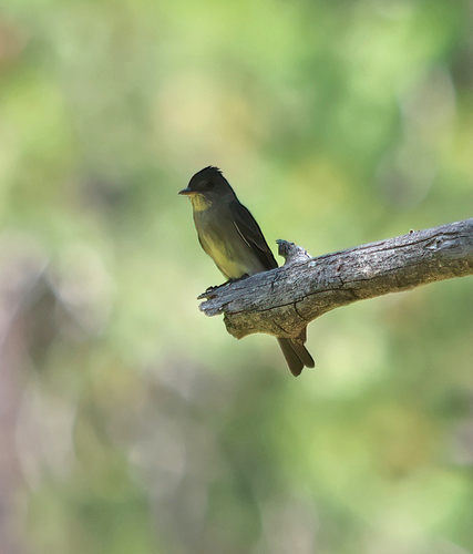 iNaturalist observation photo of Western Wood-Pewee