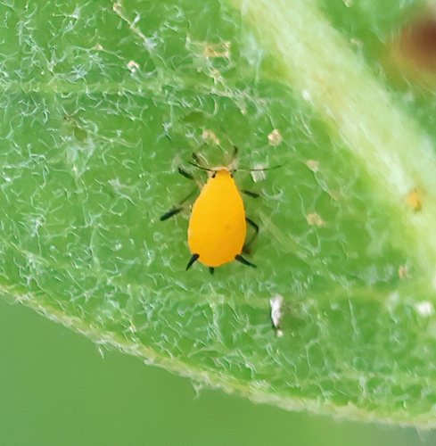 iNaturalist observation photo of Aphis