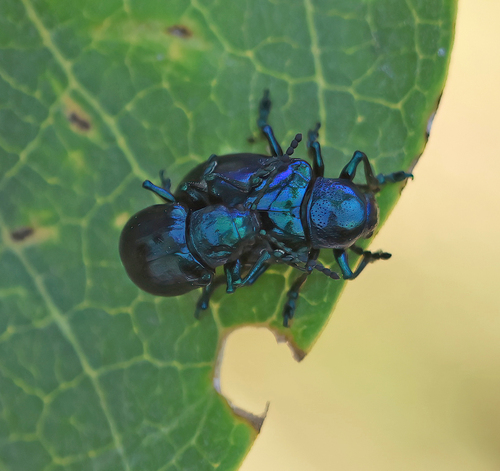 iNaturalist observation photo of Cobalt Milkweed Beetle