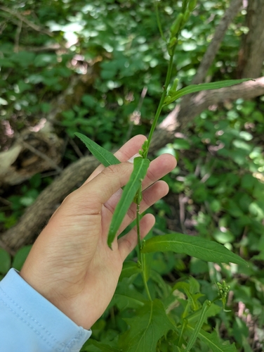 Canada wild lettuce