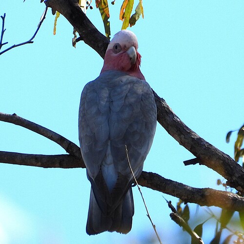 Galah