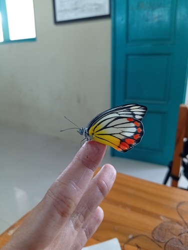 Painted Jezebel