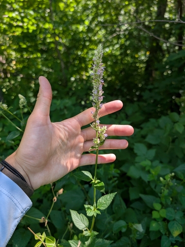 purple giant hyssop