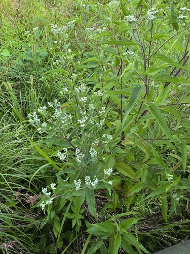 late boneset