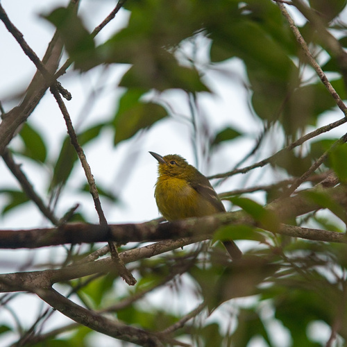 Aegithina tiphia viridis