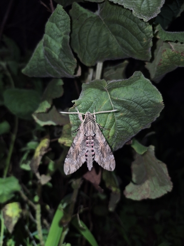 Convolvulus Hawkmoth