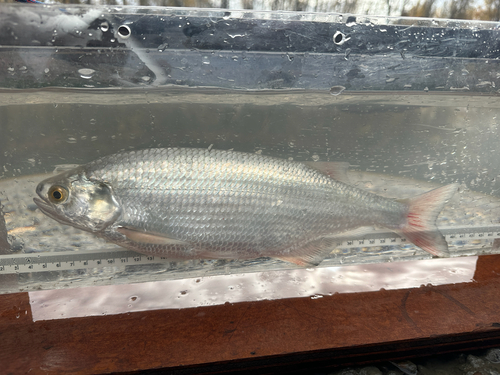 Goldeye