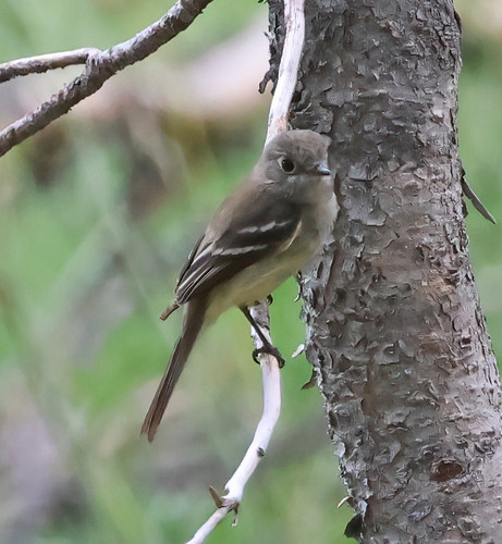 iNaturalist observation photo of Dusky Flycatcher