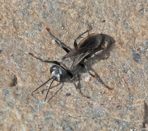 iNaturalist observation photo of Larropsis