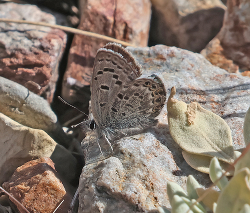 iNaturalist observation photo of Shasta Blue