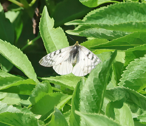 iNaturalist observation photo of Clodius Parnassian