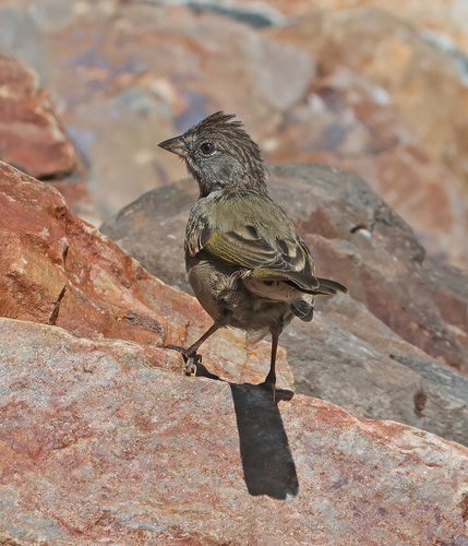 iNaturalist observation photo of Green-tailed Towhee