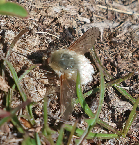 iNaturalist observation photo of Bee Flies