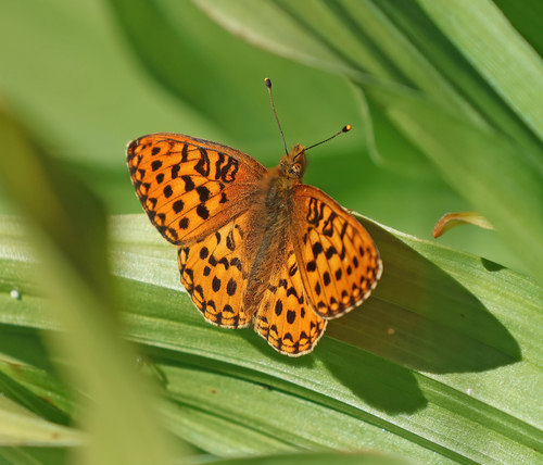 iNaturalist observation photo of Mormon Fritillary