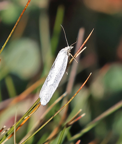 iNaturalist observation photo of Butterflies and Moths