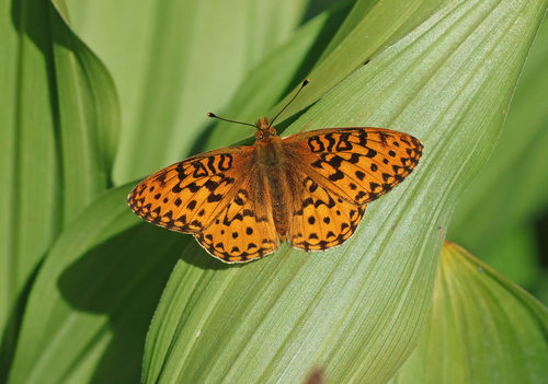 iNaturalist observation photo of Mormon Fritillary