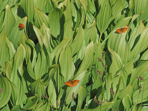 iNaturalist observation photo of Mormon Fritillary