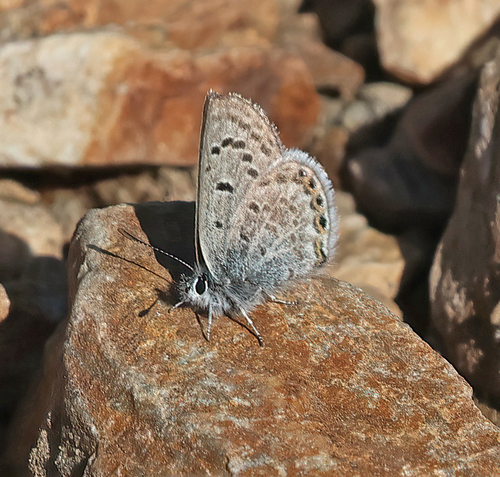 iNaturalist observation photo of Shasta Blue