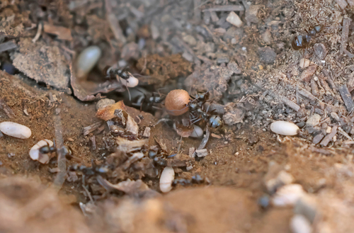 iNaturalist observation photo of fusca-group Field Ants and Allies