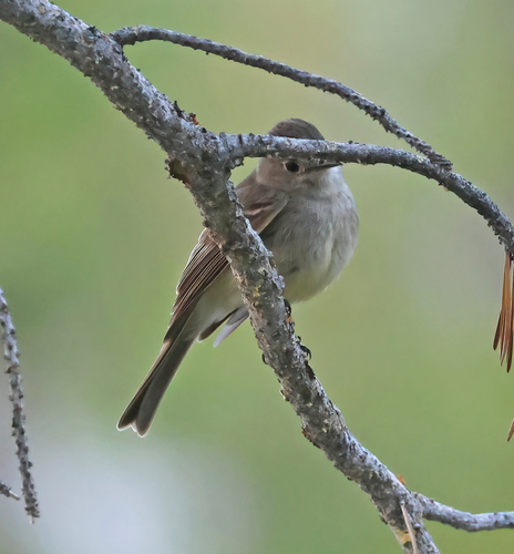 iNaturalist observation photo of Dusky Flycatcher