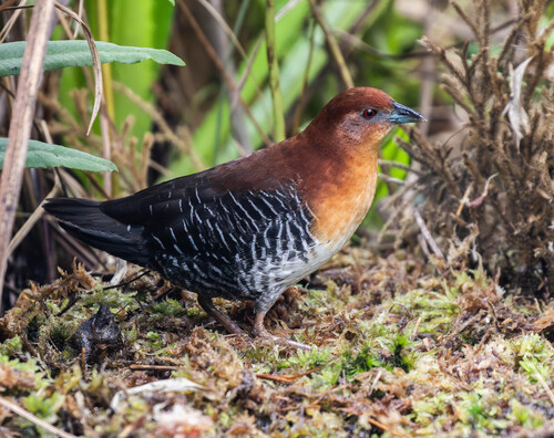 Rufous-faced Crake