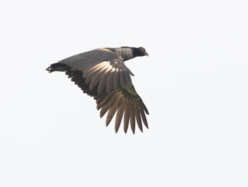Horned Screamer