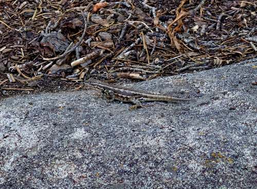 iNaturalist observation photo of Common Sagebrush Lizard