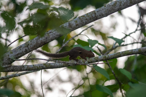Plantain Squirrel