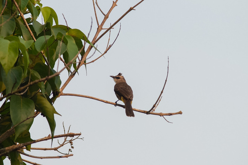 Yellow-vented Bulbul (Bornean)
