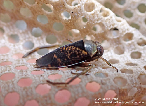 Notonecta irrorata