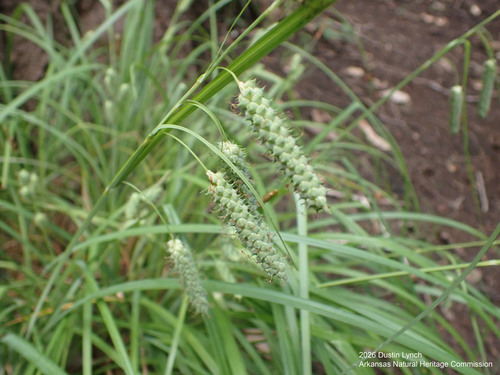 Cypress Swamp Sedge