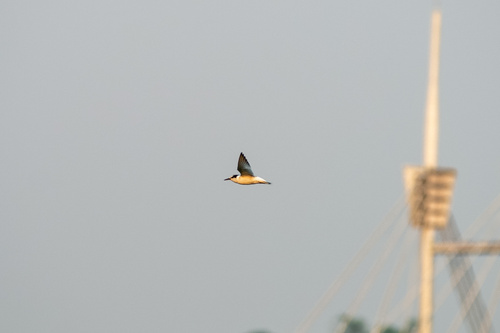 Whiskered Tern