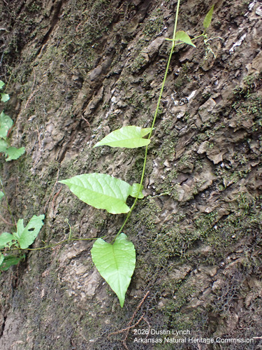 American Buckwheat Vine