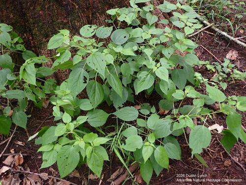 false nettle