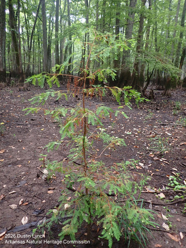 baldcypress