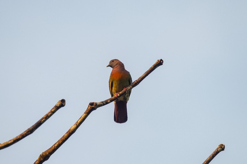Pink-necked Green-Pigeon