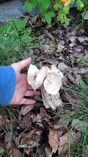 White Saddle
