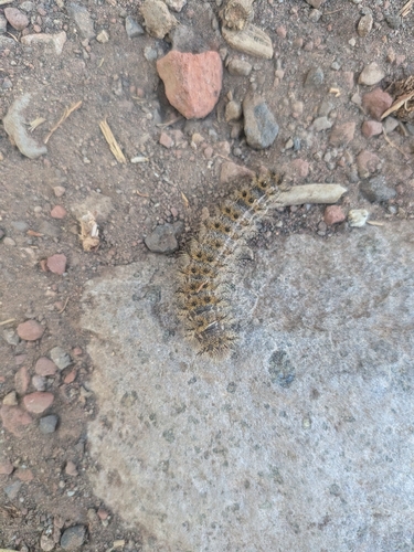 iNaturalist observation photo of Butterflies and Moths