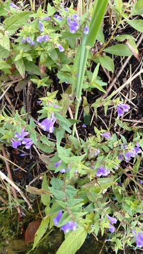 Marsh Skullcap