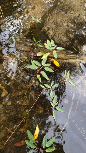 water smartweed