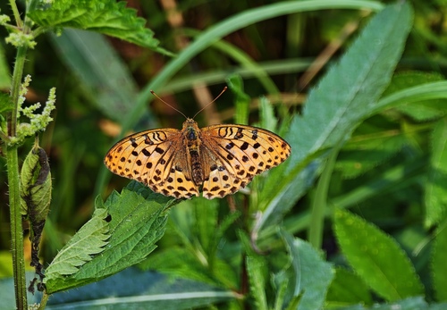 Pallas's Fritillary