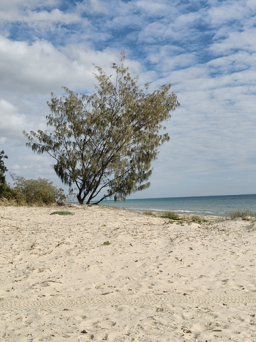 Beach Sheoak