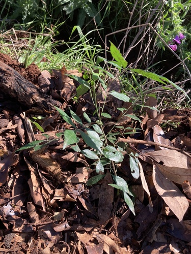 Trichilia elegans